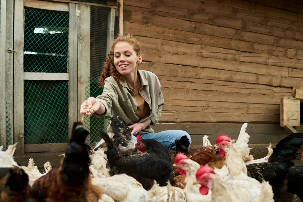 The First-Time Chicken Keeper’s Checklist Review: A Complete Beginner’s Guide to Raising Happy, Healthy Chickens